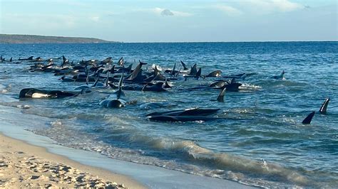 pilot whales stranded in australia.
